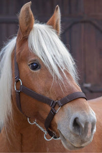 Licol NORTON - Cheval de trait