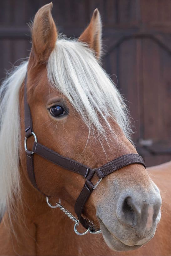 Licol NORTON - Cheval de trait