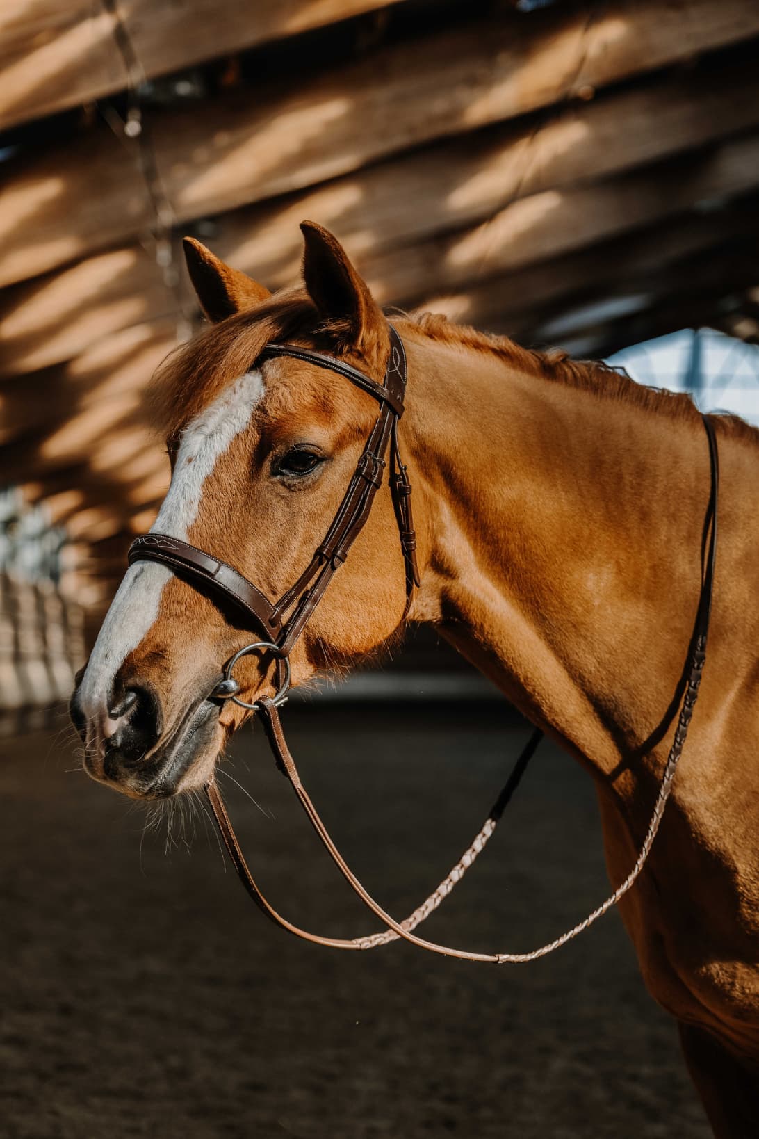 Bridon NORTON - Hunter - Fancy