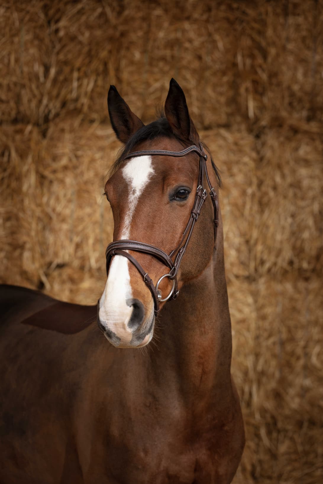 Bridon NORTON PRO - Perle