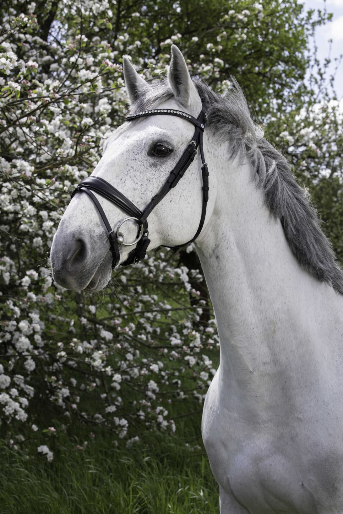 Bridon NORTON PRO - Strass