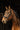 Bridon NORTON PRO - Apophyse